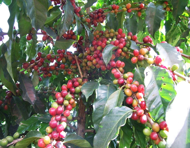Coffee Valve Brazil Coffee Culture