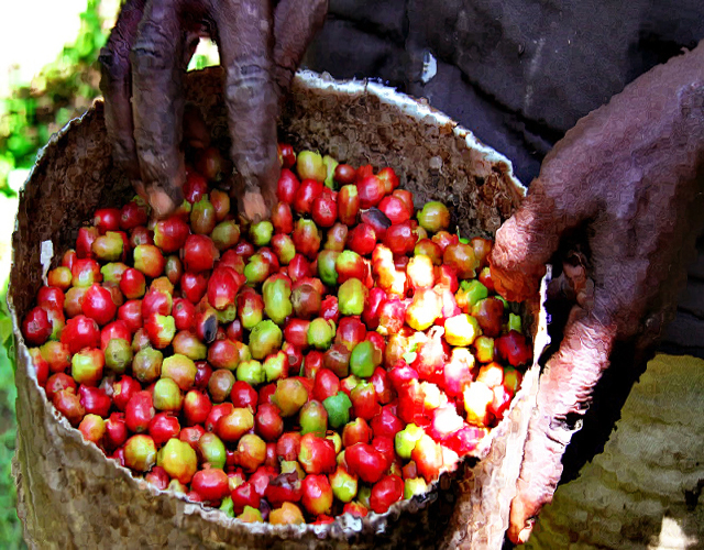 Coffee Valve Roasted Coffee Beans