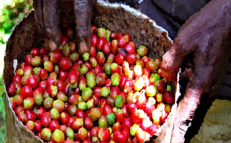 Coffee Valve Roasted Coffee Beans