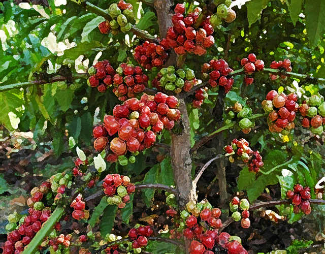 Coffee Valve Yemen Coffee History