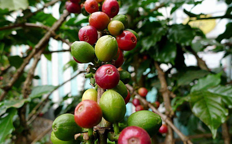 One way exhaust valve on Arabica and Robusta