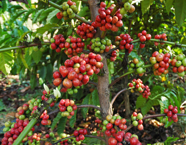 One Way Valve Coffee Cherry