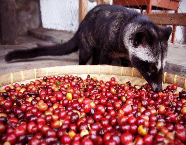 one way valve said civet coffee