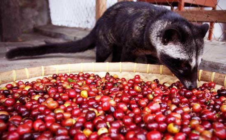 one way valve said civet coffee