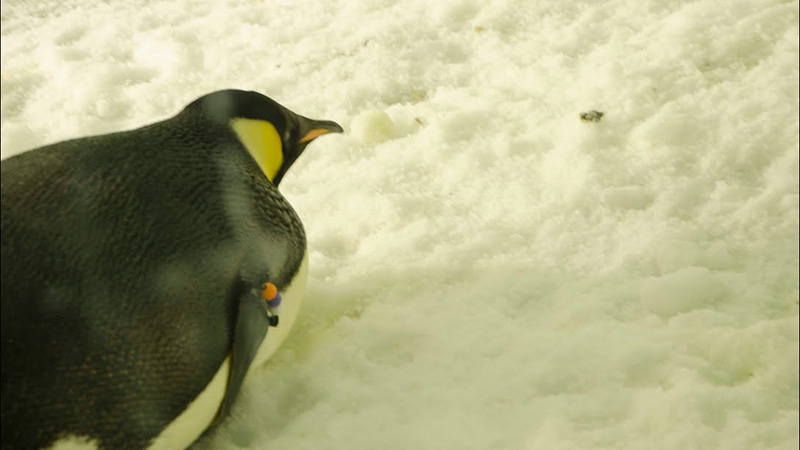 Nature's Perfect Swimmers Penguin Ballet Underwater
